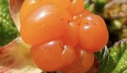 Close up image of an orange salmon berry